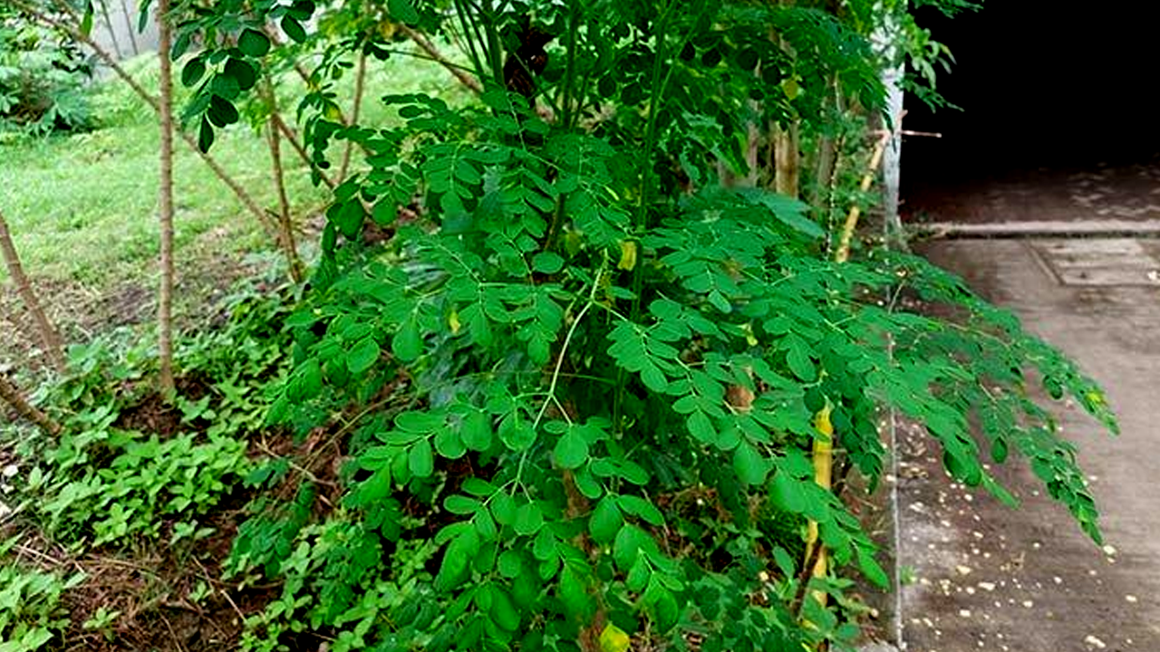 Apa Sebenarnya Efek Samping Daun Kelor yang Perlu Kamu Ketahui